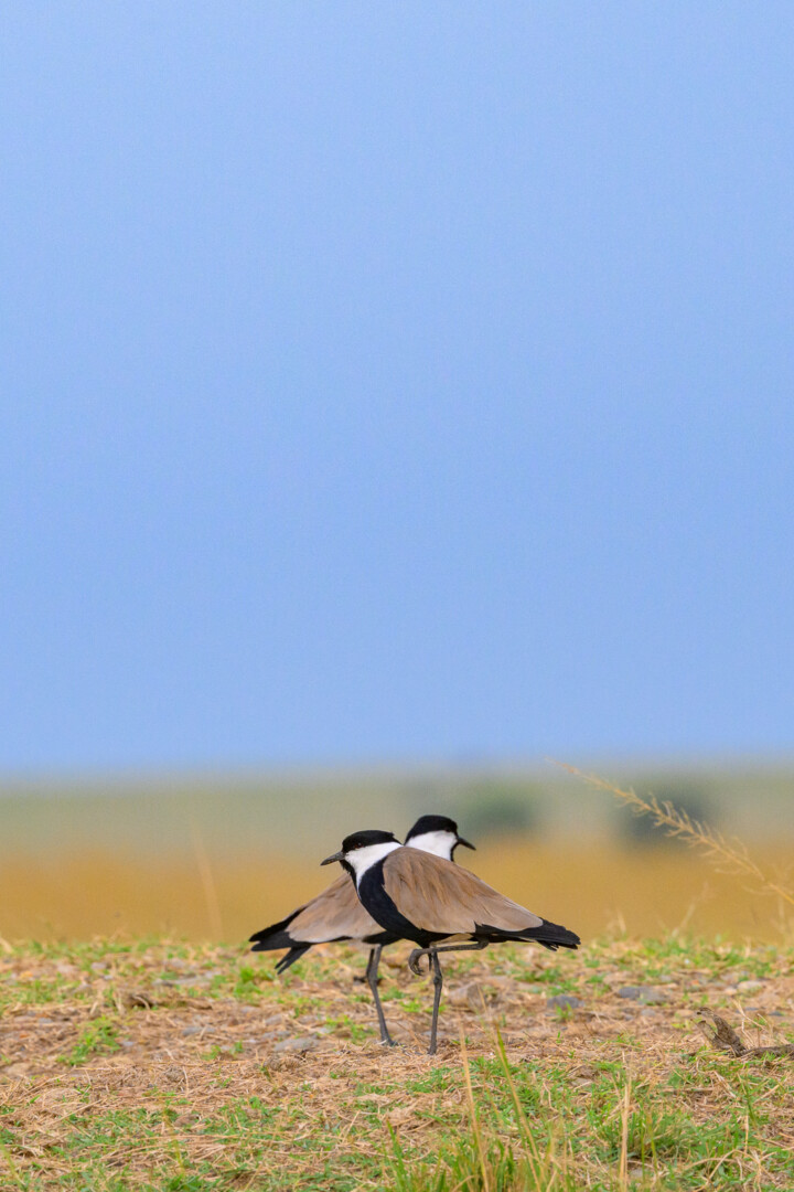 Spur-Winged Lapwings, Kenya