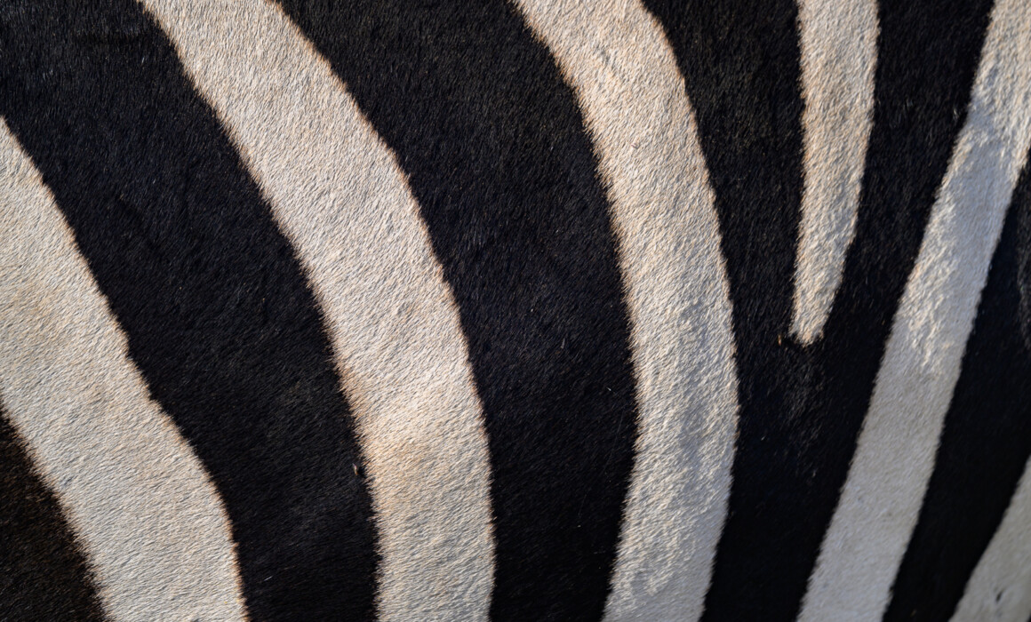 Zebra Skin< Kenya