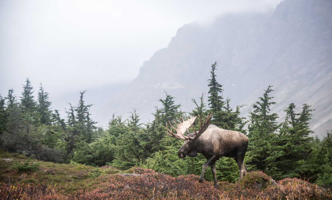 Bull Moose, Alaska