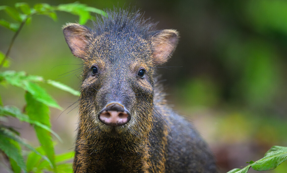 Collared Peccary, Costa Rica