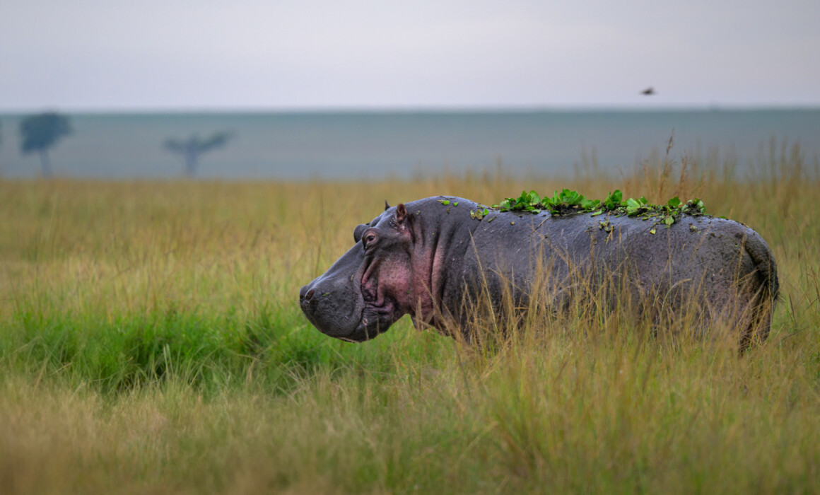 Hippopotamus, Kenya