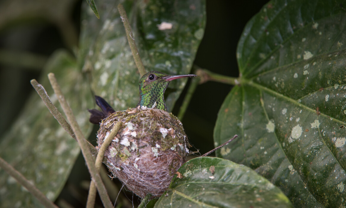 Copper Rumped Hummingbird in Nest, Trinidad