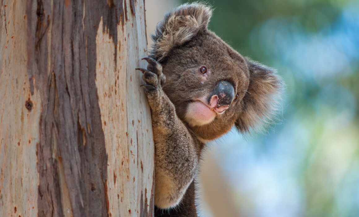 Koala, Australia