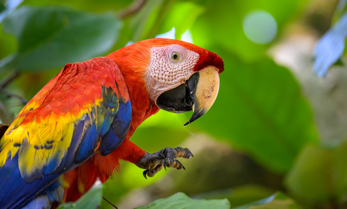 Scarlet Macaw, Costa Rica