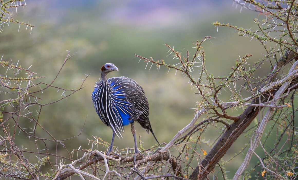 Vulturine Guineafowl, Kenya