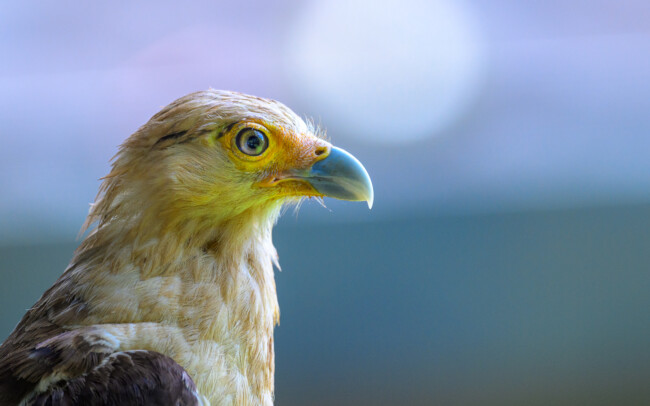 Yellow-Headed Caracara • PIedras Blancas National Park, Costa Rica