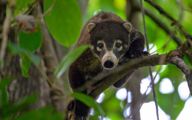 Coati • Piedras Blancas National Park, Costa Rica