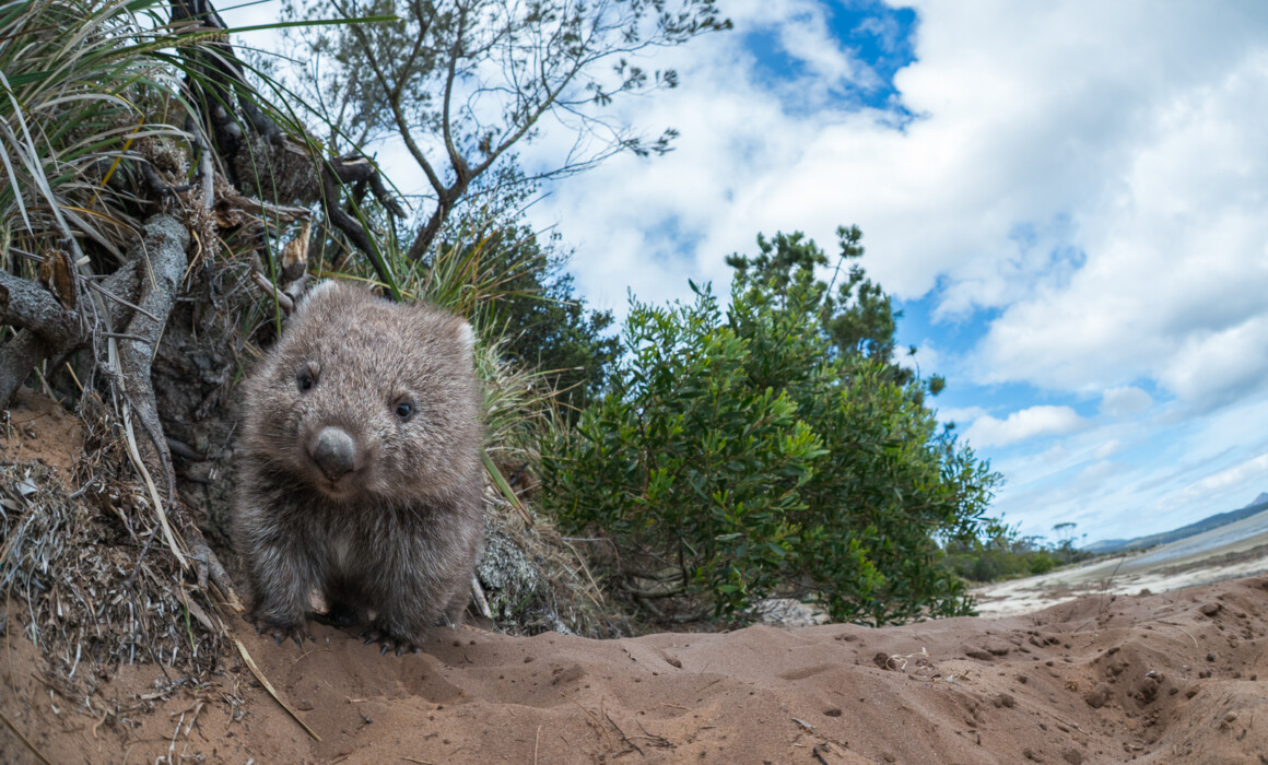 Common Wombat, Tasmania