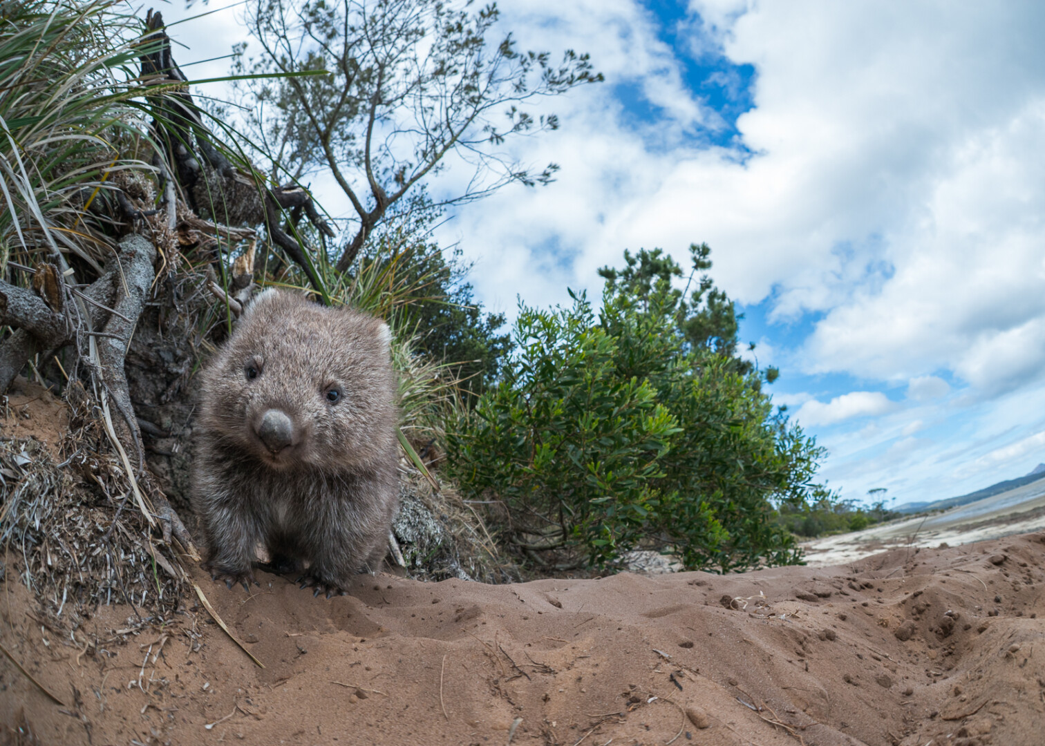 Common Wombat, Tasmania
