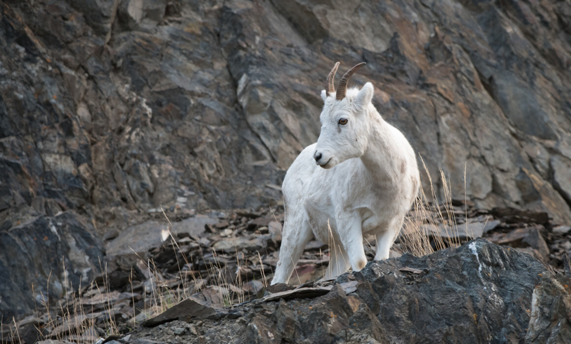 Dall Sheep, Alaska