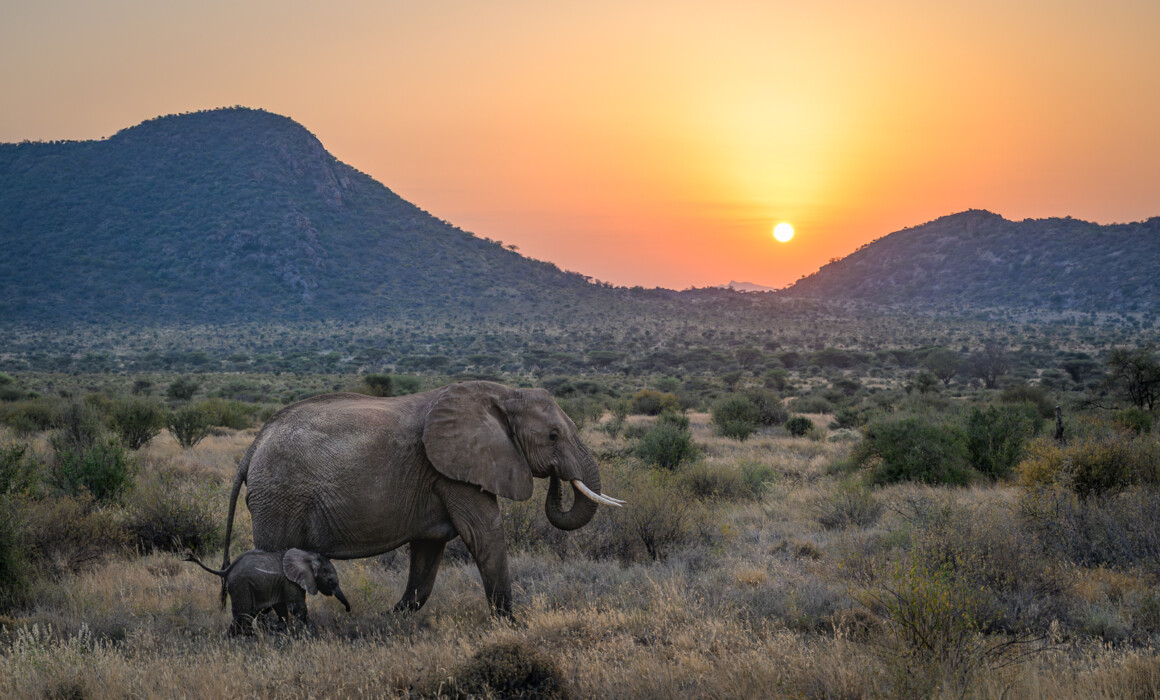 Elephant Cow and Calf, Samburu, Kenya