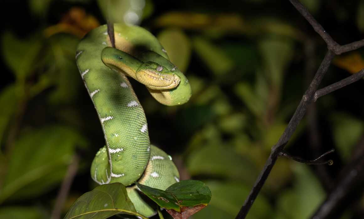 Emerald Tree Boa, Peru