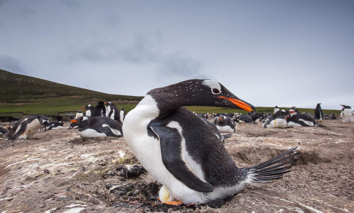 Gentoo Penguin on Egg, Falkland Islands