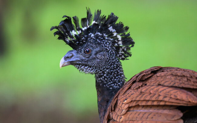 Great Curassow • Piedras Blancas, Costa Rica
