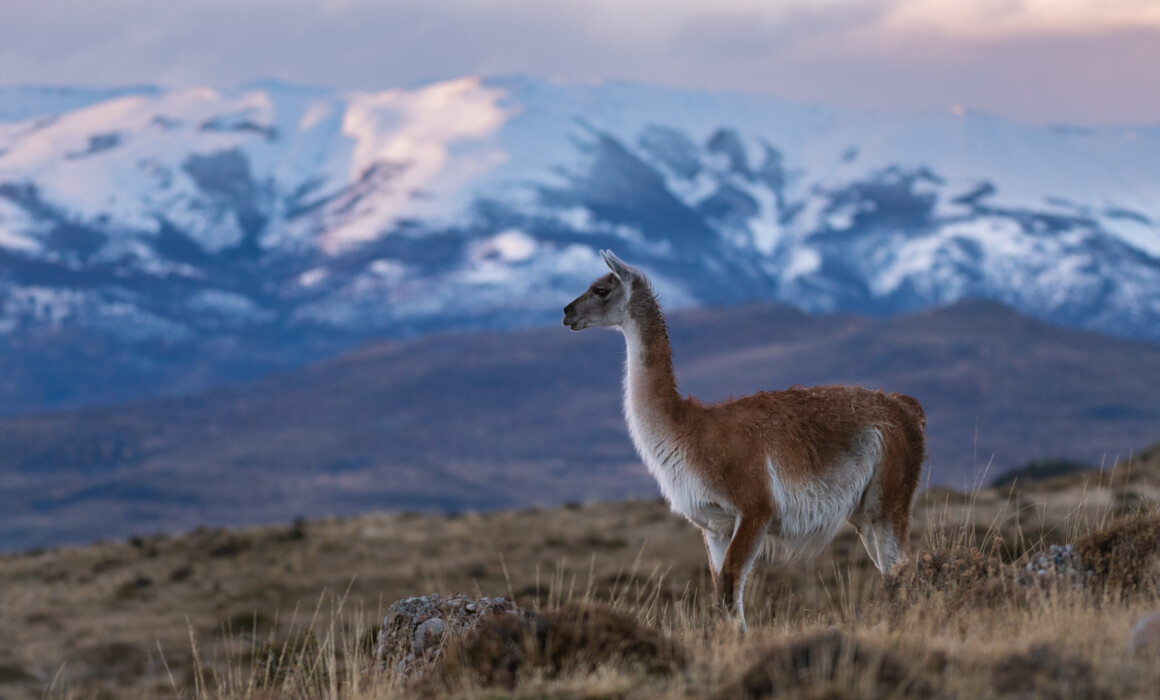 Guanaco, Chile