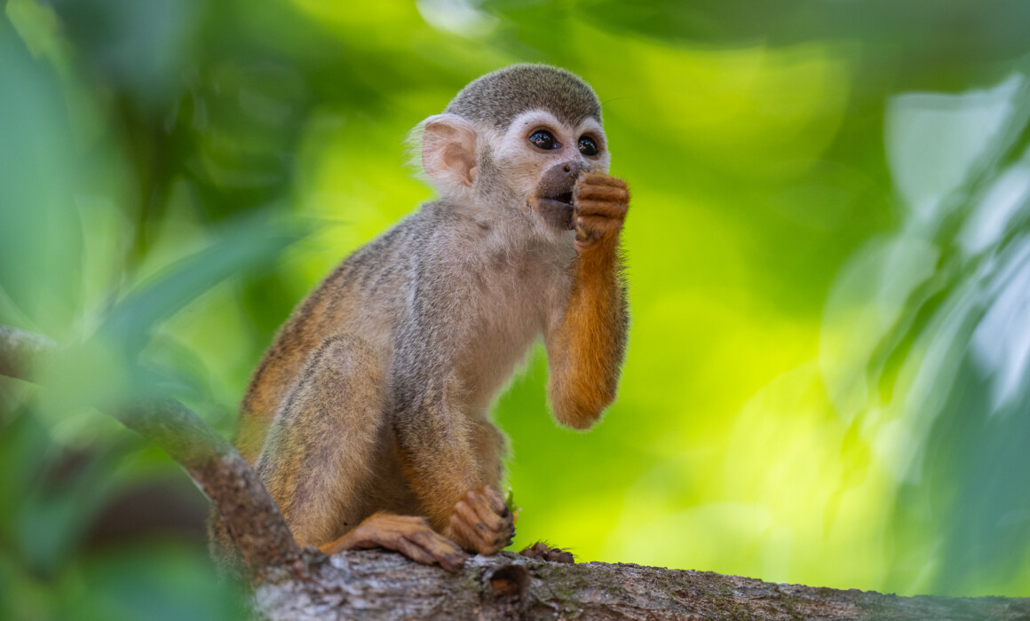 Guianan Squirrel Monkey, Guyana