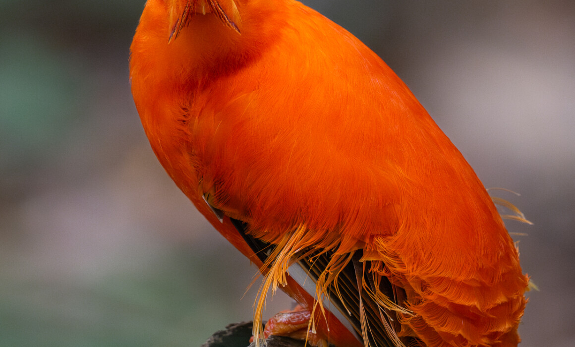 Guianan Cock-of-the-Rock, Guyana