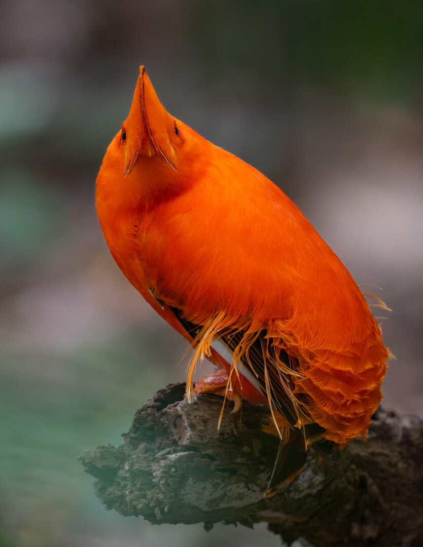 Guianan Cock-of-the-Rock, Guyana
