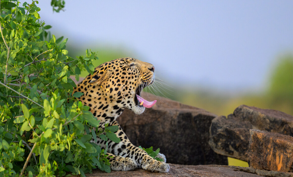 Yawning Leopard, Kenya