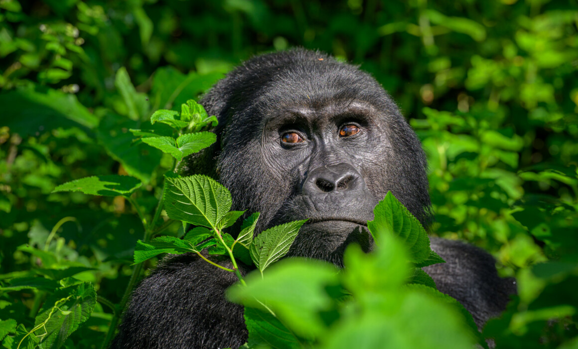 Mountain Gorilla, Bwindi,, Uganda
