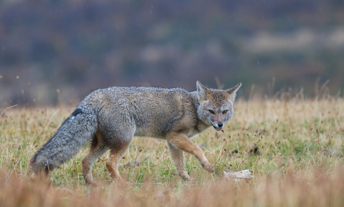 Patagonian Gray Fox, Chile