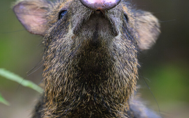 Collared Peccary • Piedras Blancas National Park, Costa Rica