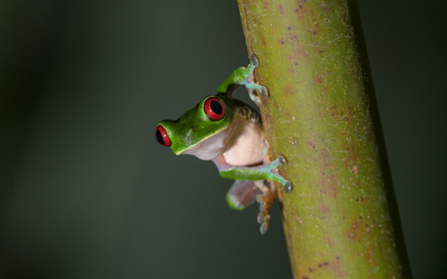 Red-Eyed Tree Frog • Piedras Blancas National Park, Costa Rica