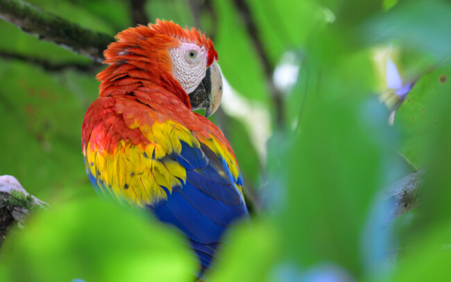 Scarlet Macaw • Piedras Blancas, Costa Rica