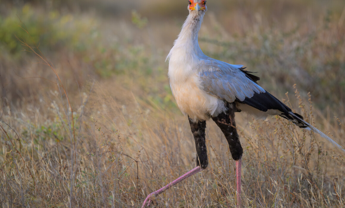Secretary Bird, Kenya