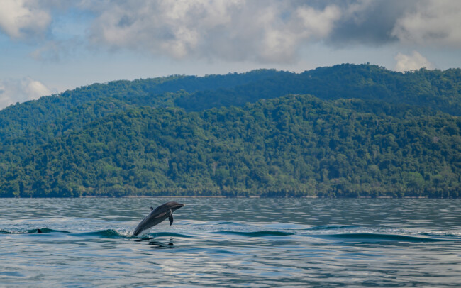 Pantropical Spotted Dolphin • Golfo Dulce, Costa Rica