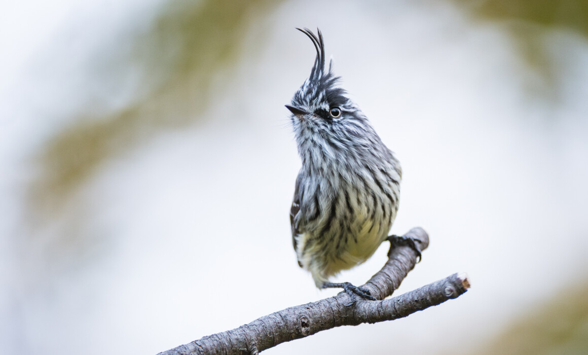 Tufted Tit Tyrant, Chile
