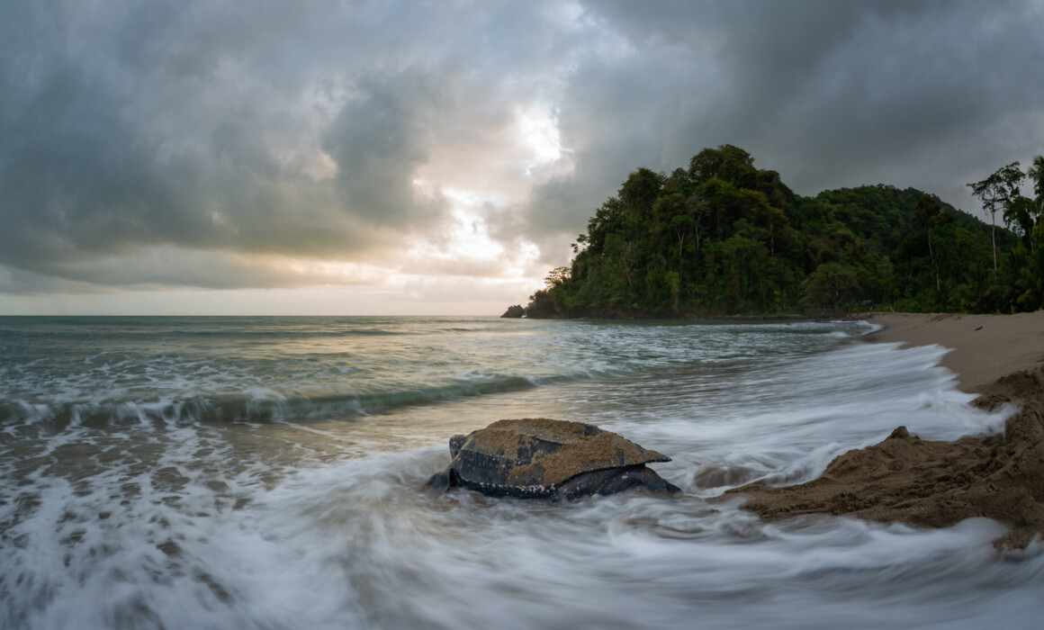 Leatherback Turtle, Trinidad