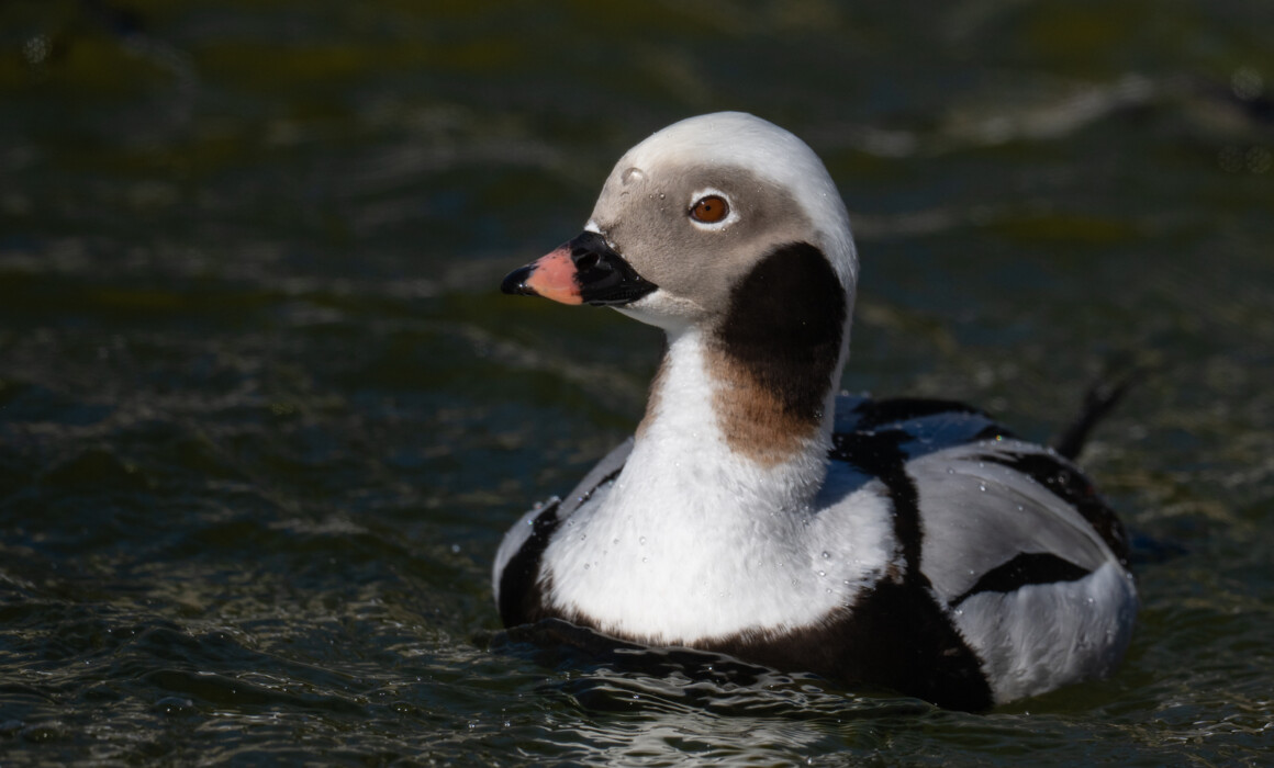 Long-Tailed Duck