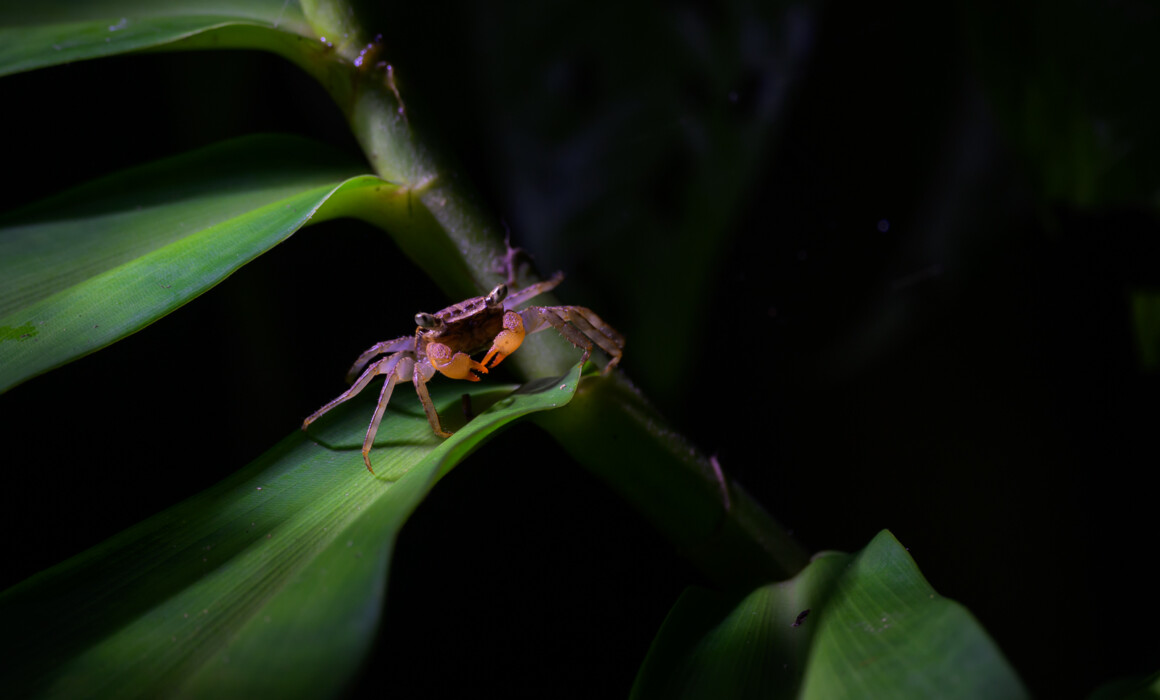 Mangrove Tree Crab, Costa Rica