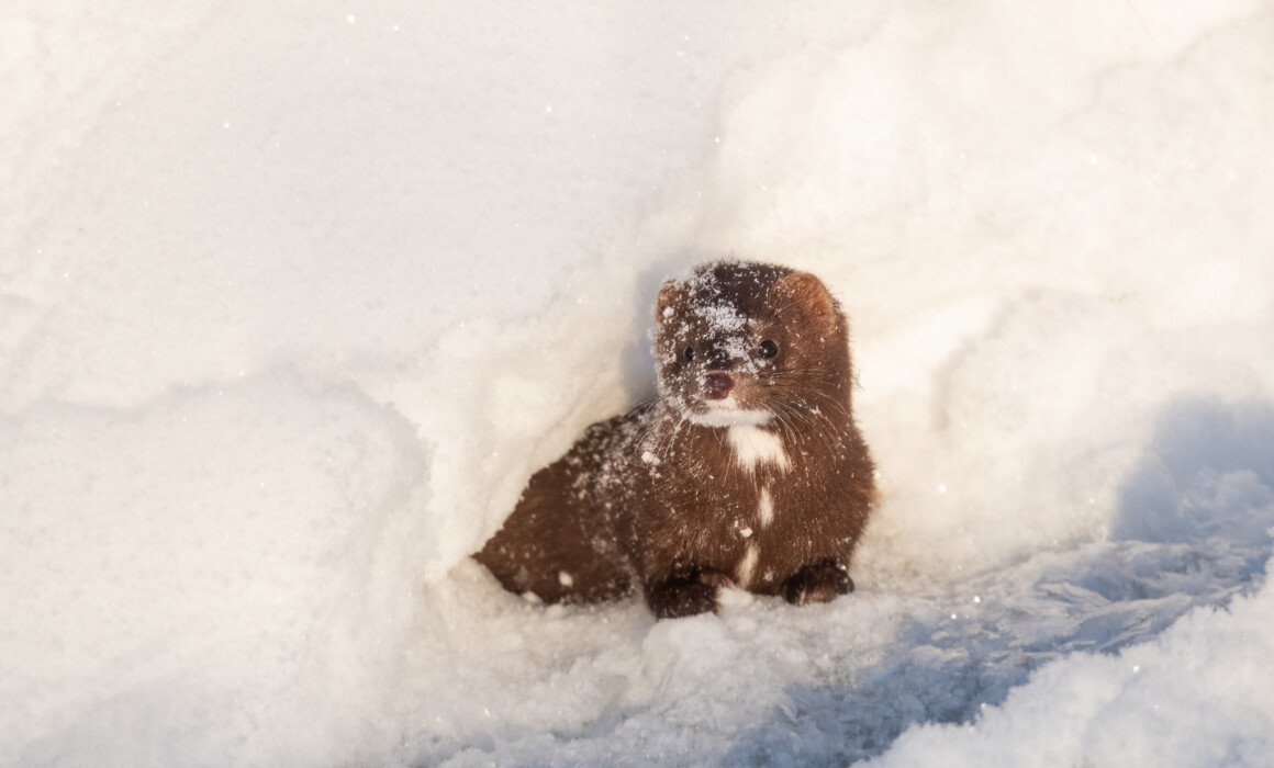 American Mink, Minnesota