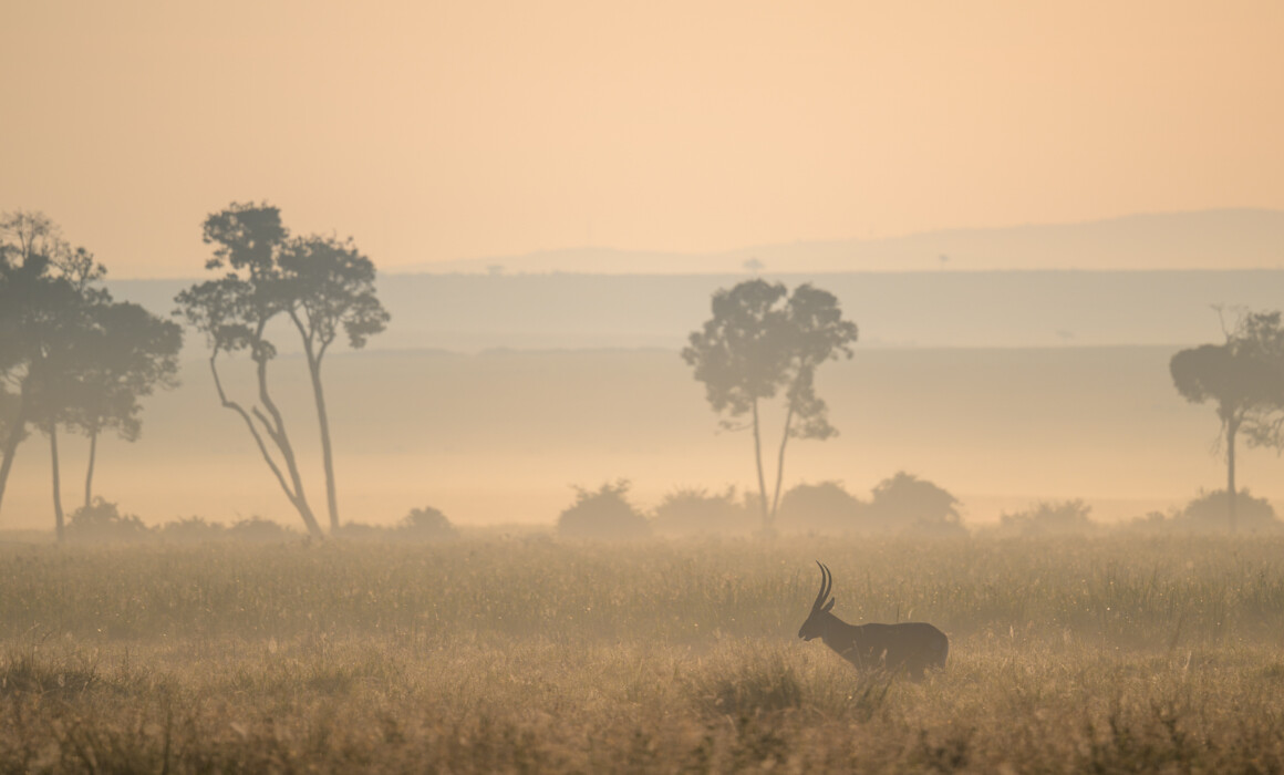 Waterbuck, Kenya