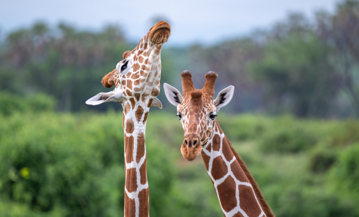 Reticulated Giraffes, Kenya