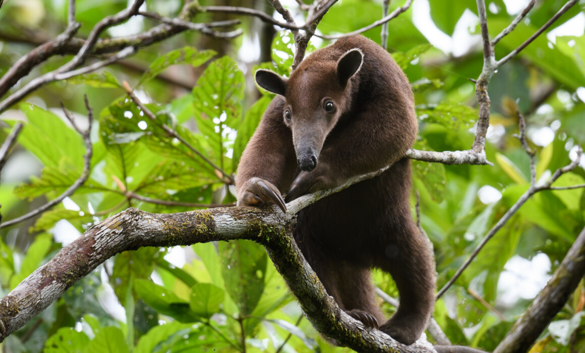 Southern Tamandua, Peru