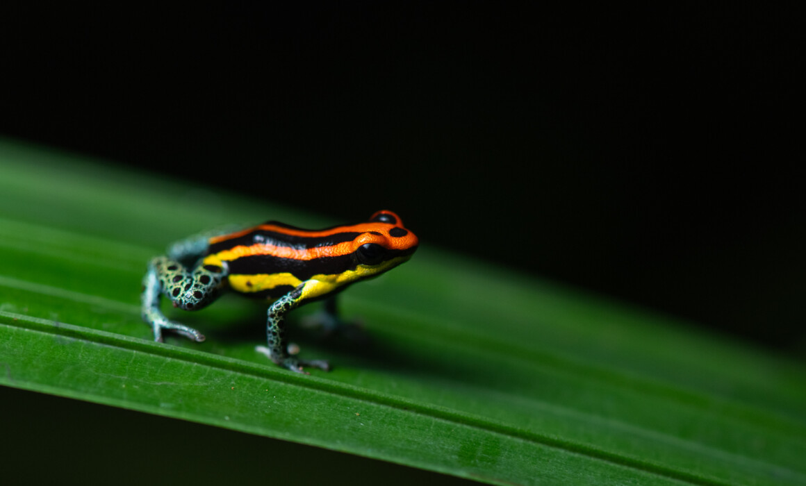 Uakari Poison Frog, Peru