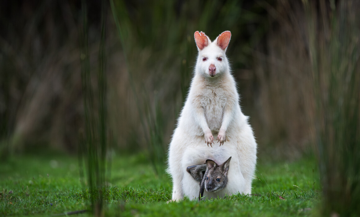Bennett's Wallaby, Australia