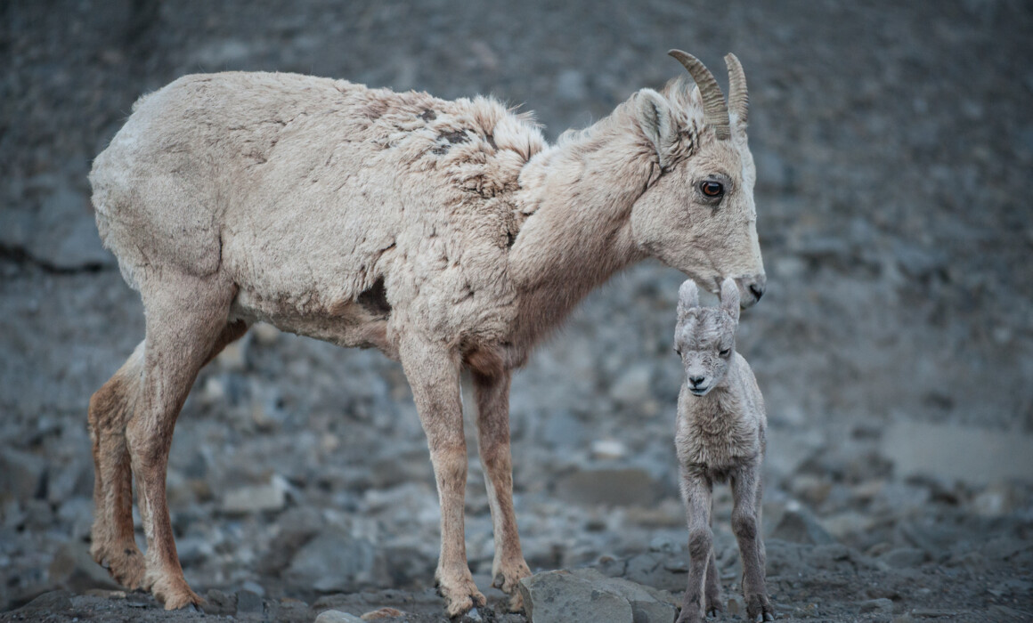 Bighorn Ewe and Lamb, Wyoming
