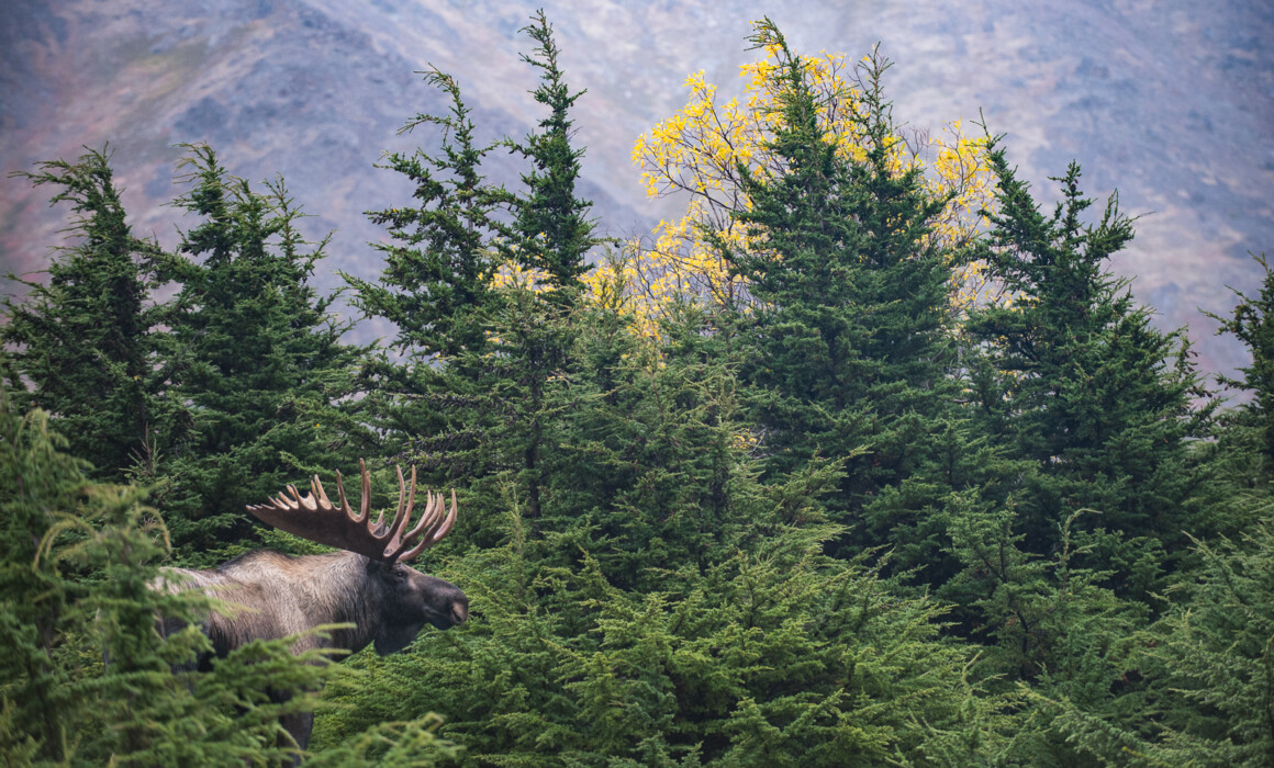 Bull Moose, Alaska