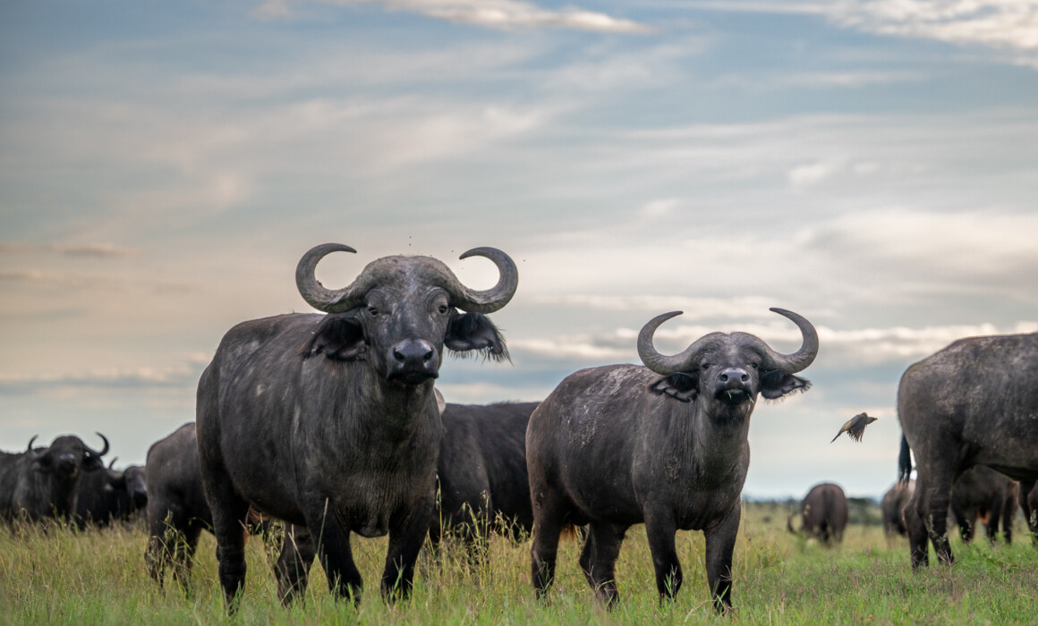 Cape buffalo, Kenya