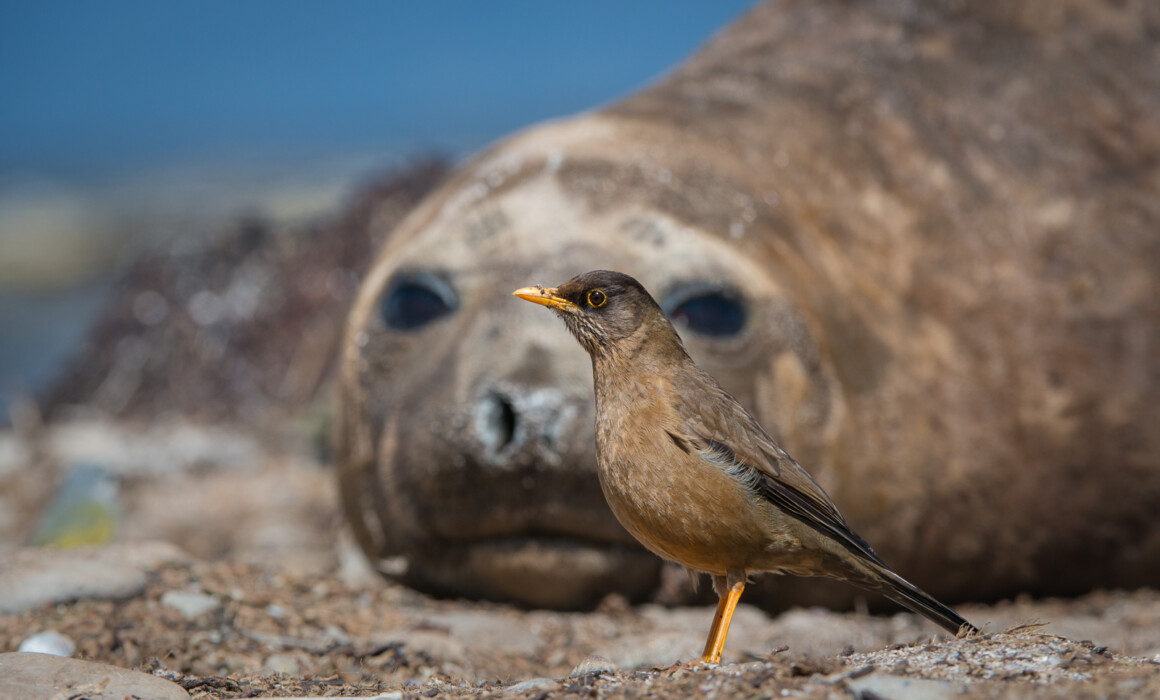 Falkland Thrush, Falkland Islands