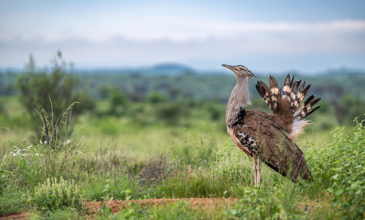 Kori Bustard, Kenya