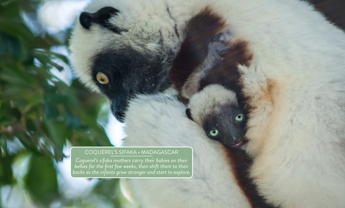 Coquerel's Sifaka, Madagascar