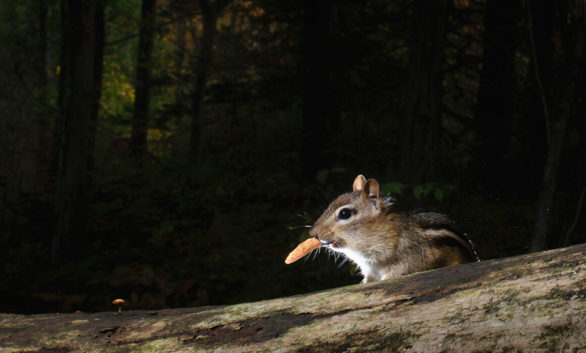 Chipmunk, Connecticut