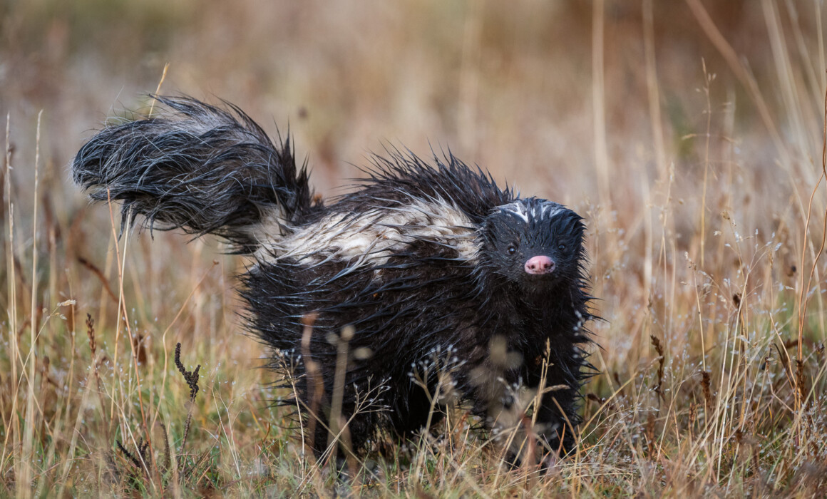 Patagonian Hog-Nosed Skunk, Chile