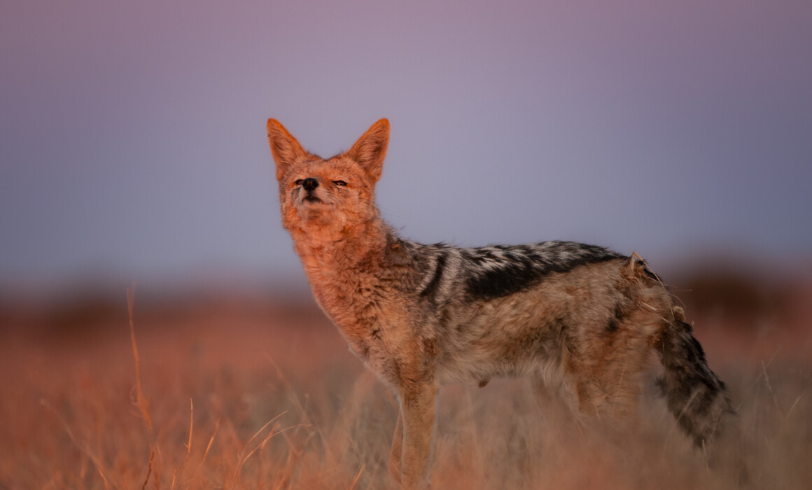 Black-Backed Jackal, Botswana