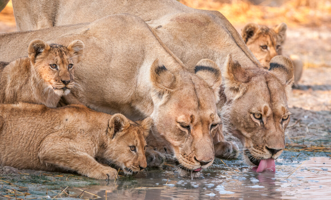 Lions at Water Hole, Botswana